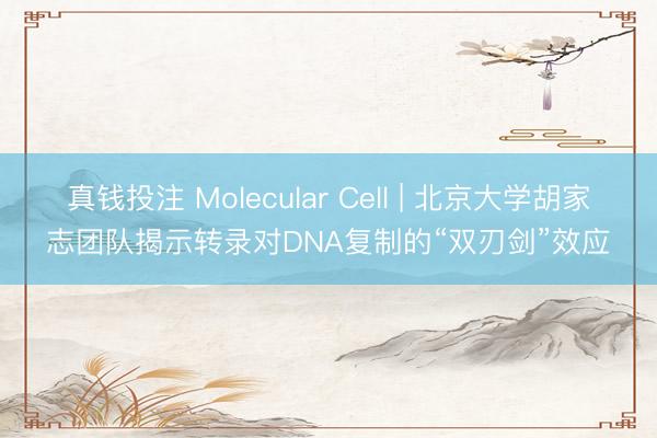 真钱投注 Molecular Cell | 北京大学胡家志团队揭示转录对DNA复制的“双刃剑”效应