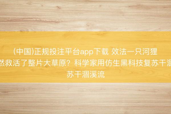 (中国)正规投注平台app下载 效法一只河狸,果然救活了整片大草原?科学家用仿生黑科技复苏干涸溪流