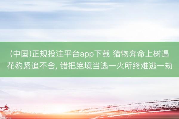 (中国)正规投注平台app下载 猎物奔命上树遇花豹紧追不舍, 错把绝境当逃一火所终难逃一劫
